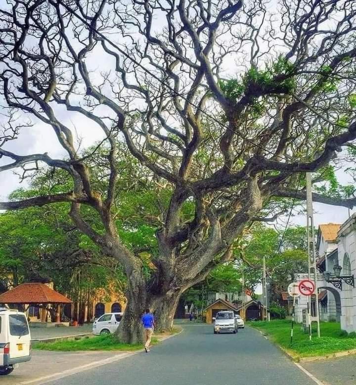 Oesis - Stylish Villa Steps From Historic Galle Fort エクステリア 写真